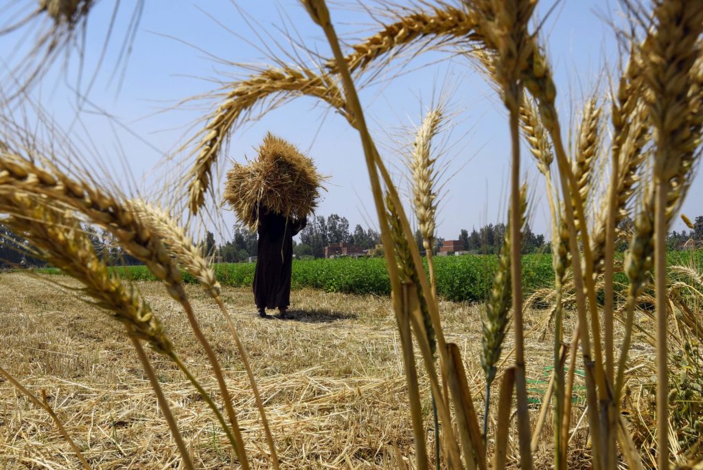 تموين المنيا تكشف عن حجم توريد القمح حتى الآن وتفاجئ بتغير سعر الإردب