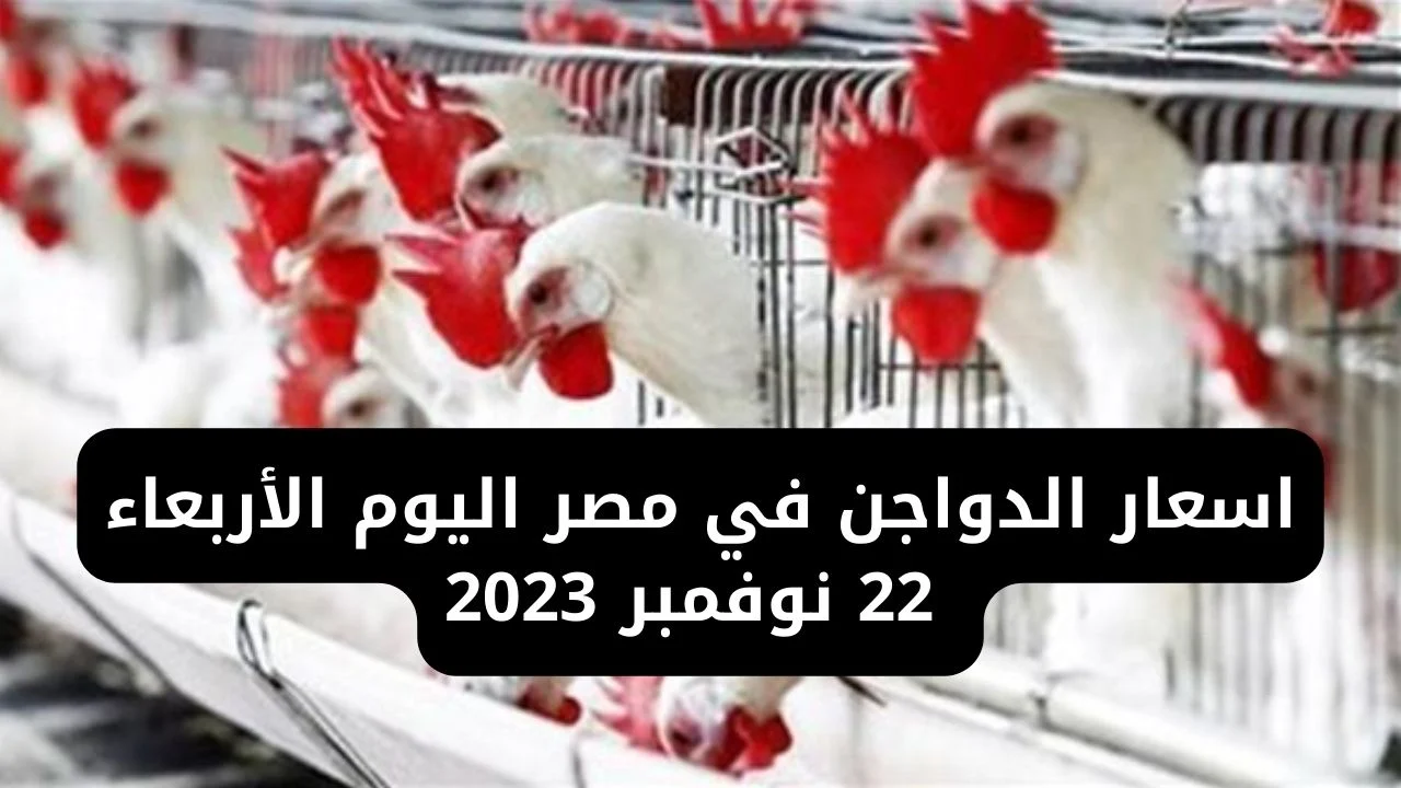 أسعار الدواجن اليوم 22 نوفمبر 2023